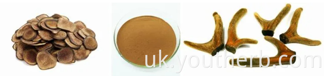 Deer Antler Velvet Extract